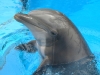 dolphin-closeup