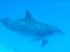 underwater-dolphin