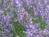 bee-lavender
