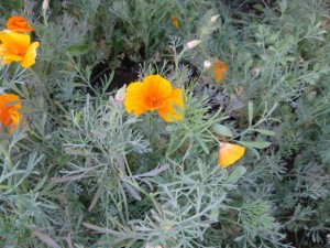 California poppies