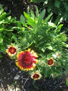 Gaillardia