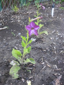 Nicotiana Perfume Deep Purple Hybrid