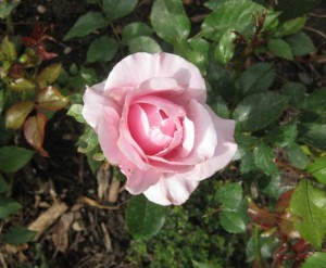 Our Lady of Guadalupe rose