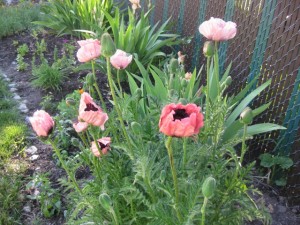 Queen Alexandra oriental poppies