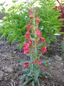 Red Riding Hood penstemon
