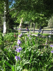 Rocky Mtn penstemon