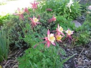 columbine
