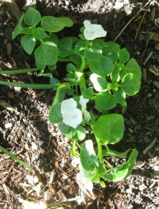 impatiens
