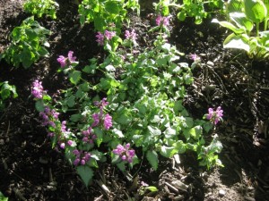 lamium