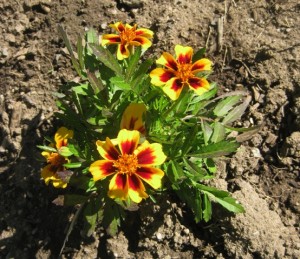 marigolds