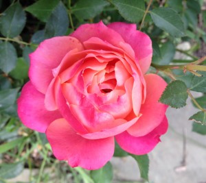 Disneyland rose