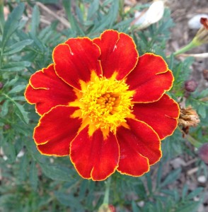 marigold orange