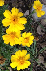 marigold yellow