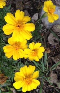 marigold yellow