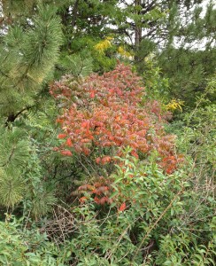 red bush