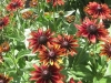 cherry-brandy-rudbeckia