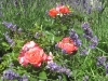 disneyland-rose
