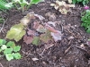 heuchera