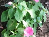 impatiens