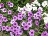 petunias