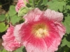 pink-hollyhock