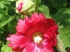 red-hollyhock