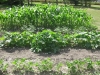 veggies