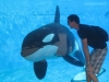b-shamu-1