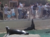feeding-sea-lions