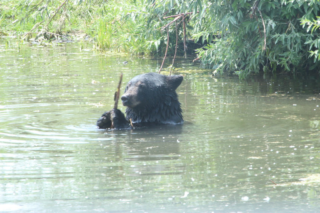 Bears & Rocks